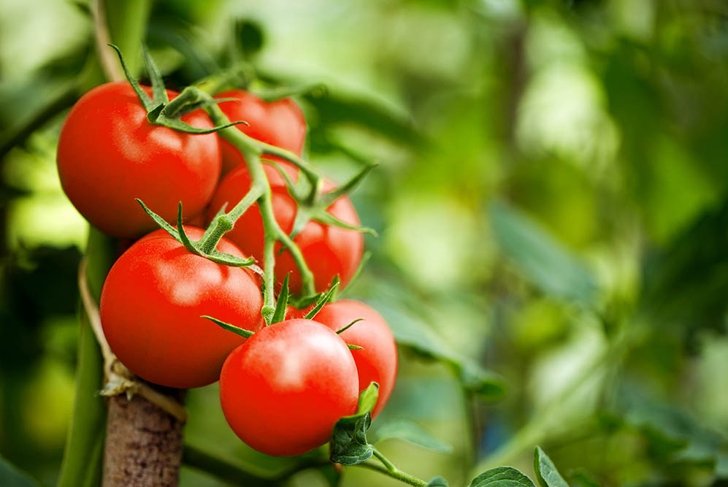 Beautiful red ripe heirloom tomatoes grown in a greenhouse. Gardening tomato photograph with copy space. Shallow depth of field