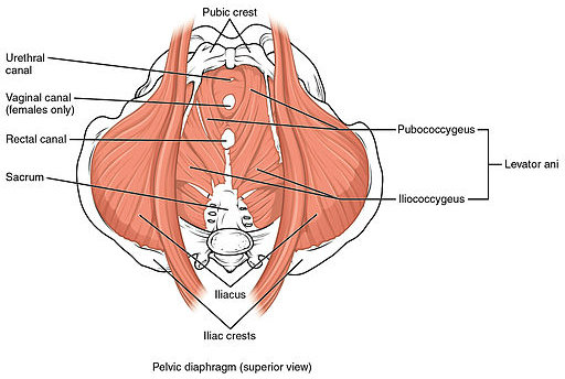 Pelvic Floor Muscles